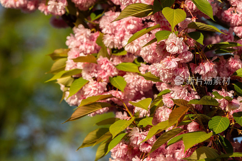 公园里一棵日本樱桃(Prunus serrulata)的特写照片